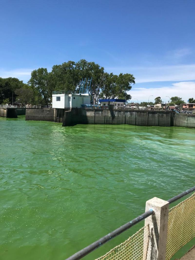 Ante la inusual presencia de algas, se suspende el envío de agua desde la Planta Potabilizadora de Punta Lara