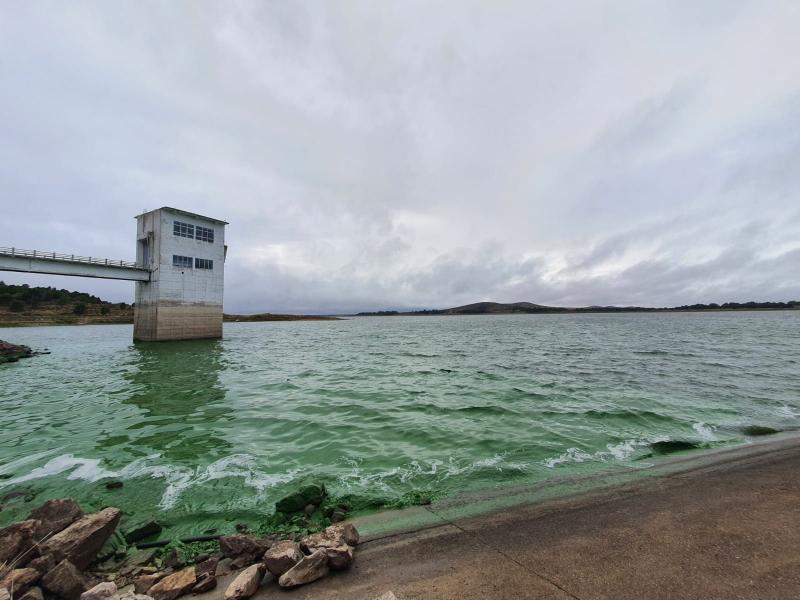 Bahía Blanca y Punta Alta: el suministro de agua está comprometido por la persistencia de las algas en el Dique