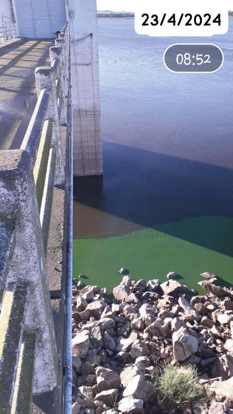 Se reitera la presencia de algas en el Dique afectando el suministro de agua en Bahía Blanca y Punta Alta
