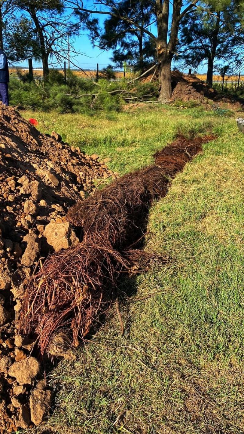 Nuevo operativo de ABSA para la extracción de raíces en el Acueducto Nueve de Julio - Carlos Casares - Pehuajó
